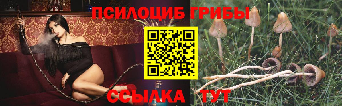 Чернушка  купить  цена  Вход с VPN  Псилоцибиновые грибы Magic Shrooms 